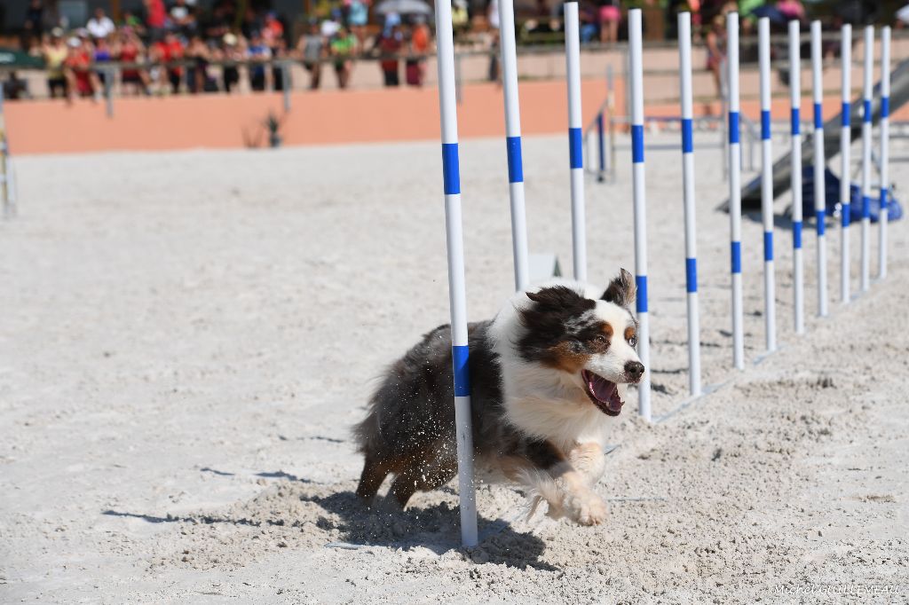 Du Domaine De La Sinoe - Championnat de France d'Agility