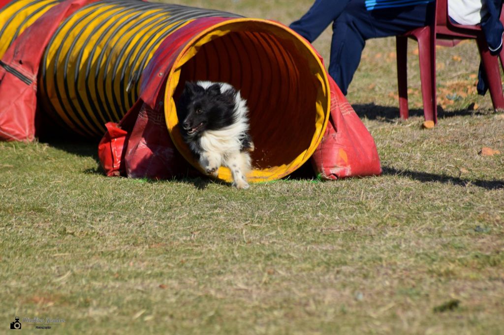 Du Domaine De La Sinoe - Concours St Martin de Crau 13/10/2019