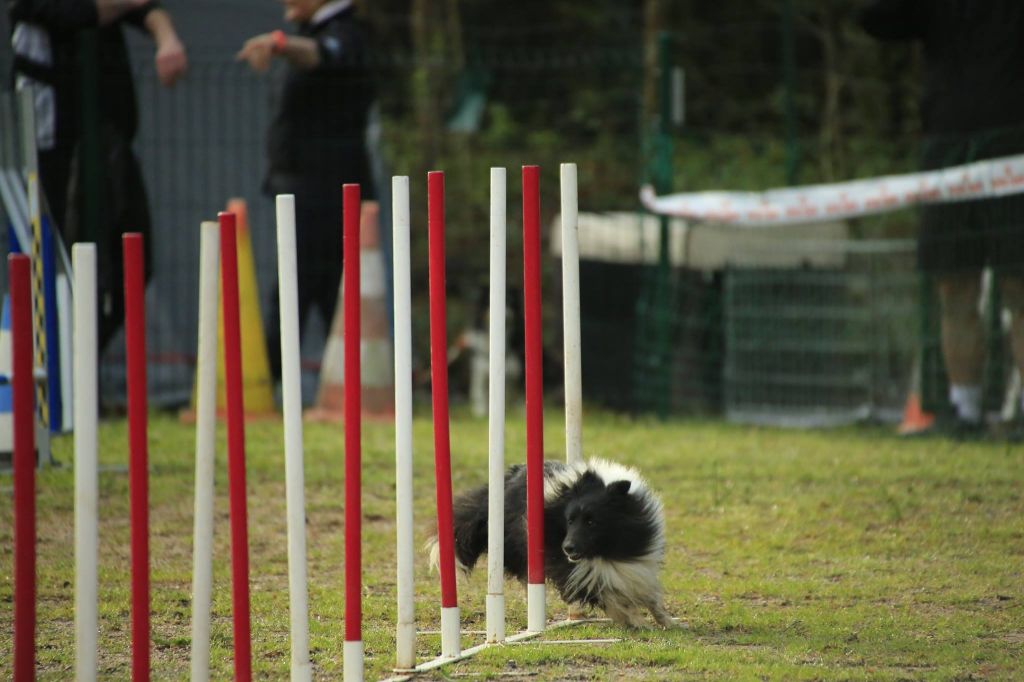 Du Domaine De La Sinoe - Concours de St Martin de Crau 30/03/19