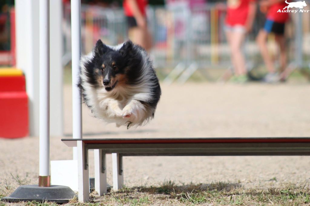 Du Domaine De La Sinoe - Sheltie turnier 2018