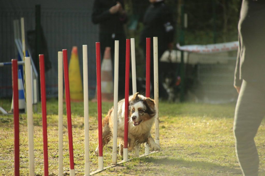 Du Domaine De La Sinoe - Concours Ouveillan 31/03/2019