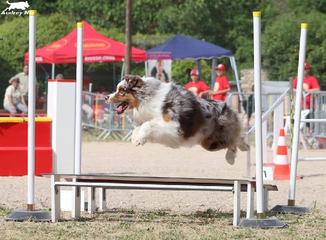 Du Domaine De La Sinoe - Concours d'Aubagne 25/06/2016