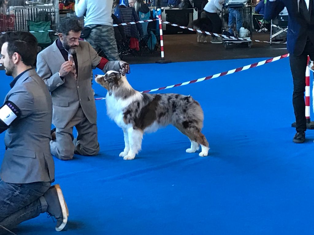 Du Domaine De La Sinoe - Exposition Canine Internationale de San Marin (SM)