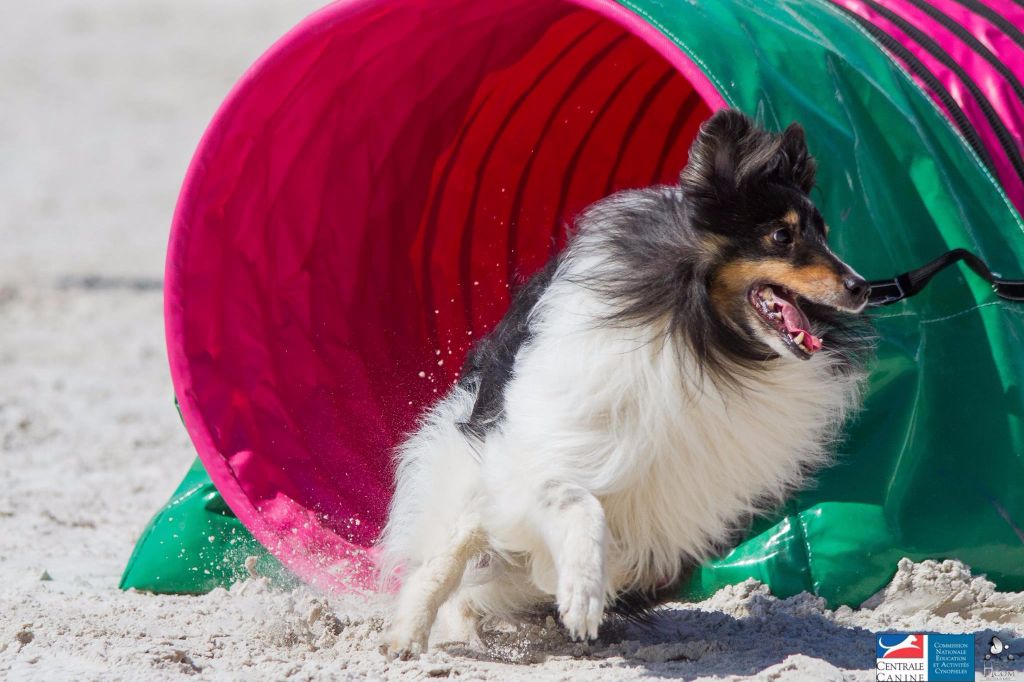 Du Domaine De La Sinoe - Championnat de France d'Agility