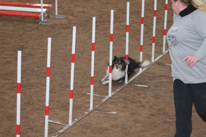 Du Domaine De La Sinoe - Sélectif Européenne d'Agility