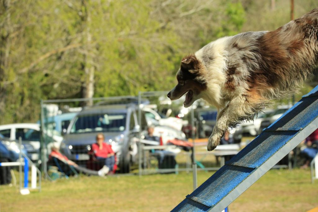 Du Domaine De La Sinoe - Concours St Martin de Crau 30/03/19