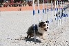  - Championnat de France d'Agility