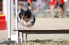  - Championnat de France d'Agility