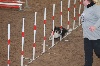  - Sélectif Européenne d'Agility