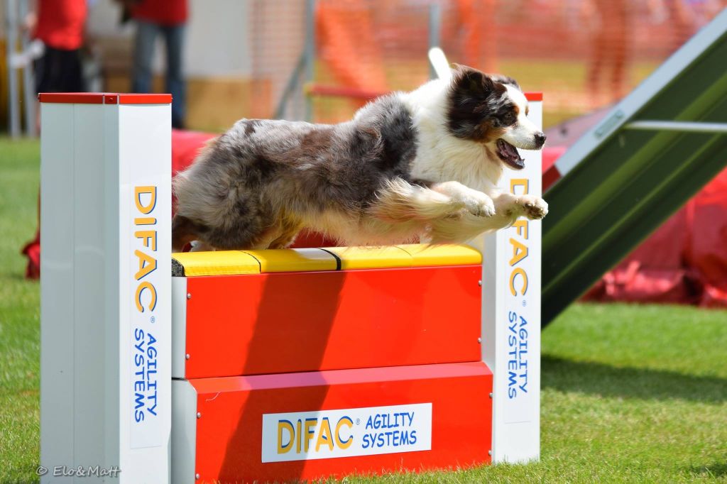 Du Domaine De La Sinoe - Championnat de France d'Agility