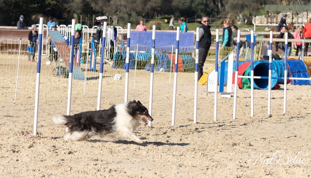 Du Domaine De La Sinoe - Concours Canicopter 16-17/02/2019