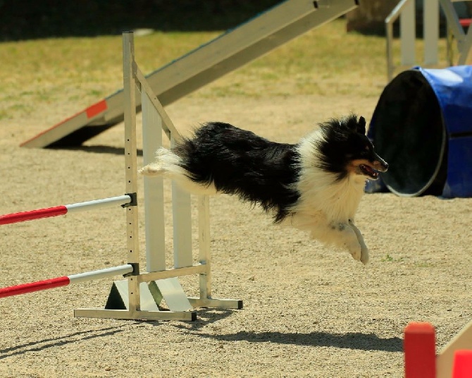 Du Domaine De La Sinoe - Concours de Bompas 12/02/2017