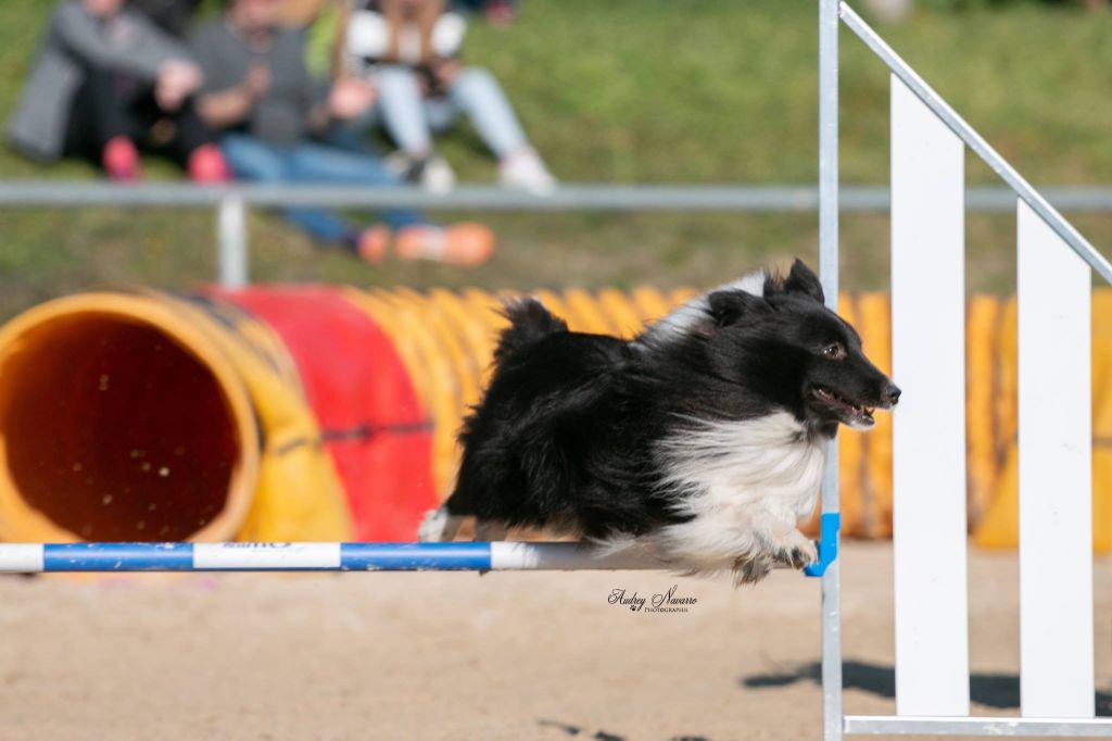 Du Domaine De La Sinoe - Championnat de France 2019