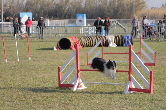 Du Domaine De La Sinoe - Concours Cote Bleue 11/12/2016