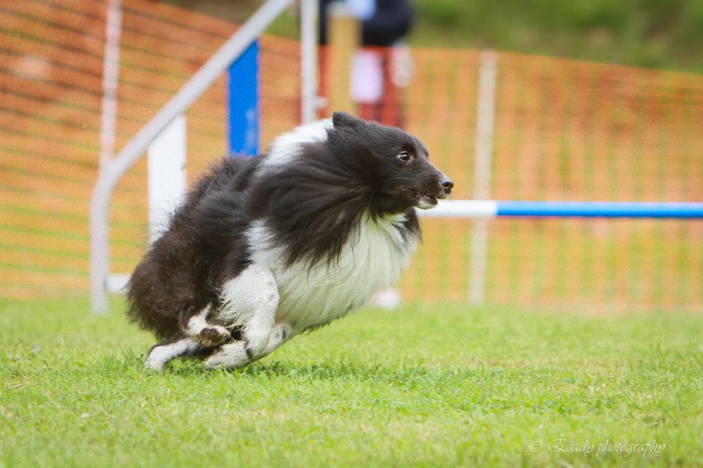 Du Domaine De La Sinoe - Avallon Cup 14-15-16/07/2017