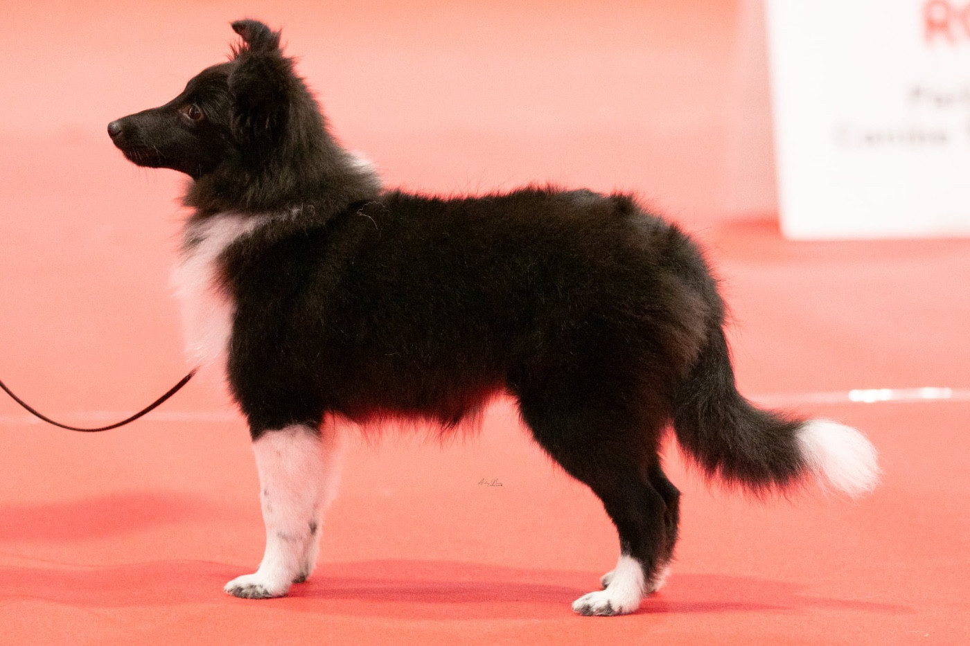 Apoklyps Atomic Star la Noire du grain de soleil