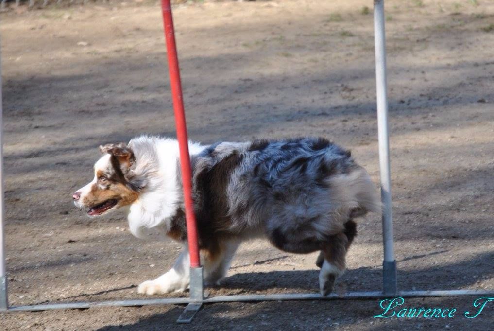 Du Domaine De La Sinoe - Entrainement Agility