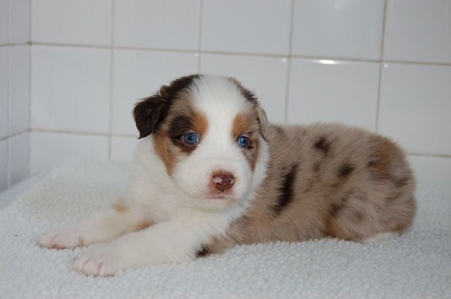 Aussie 