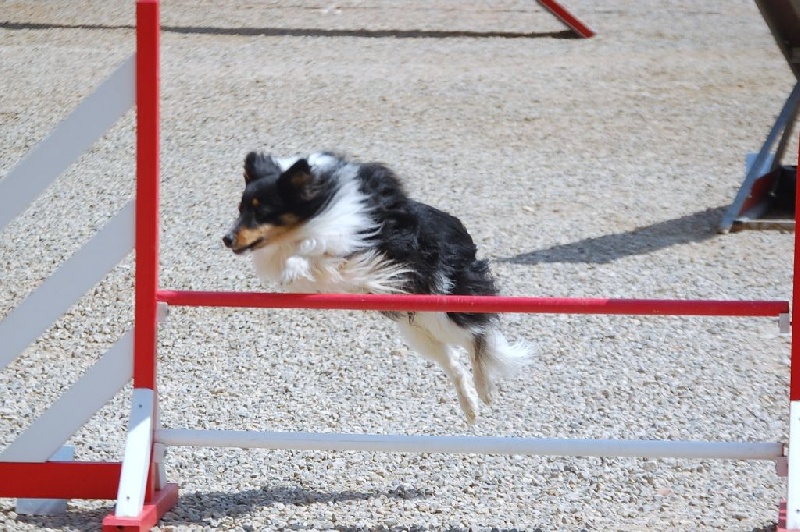 Dream Agility